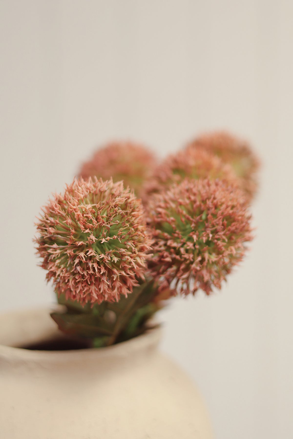 Close-up of the spherical allium blooms on the Allium Bouquet in Pink
