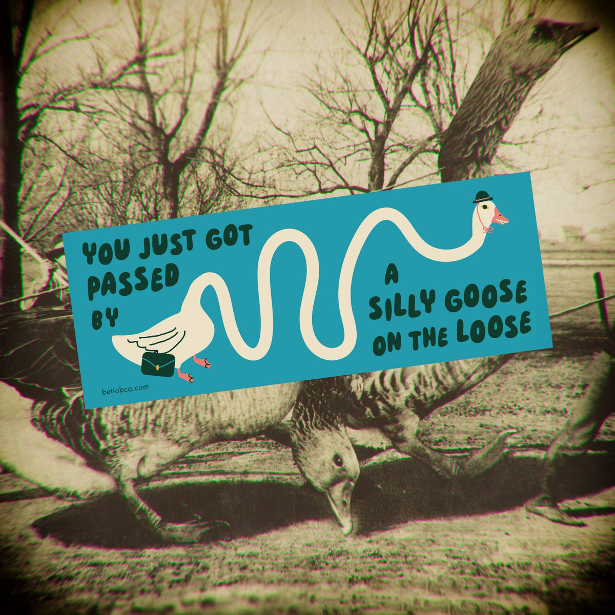 Close-up of the Silly Goose on the Loose bumper sticker's matte vinyl finish and printed detail