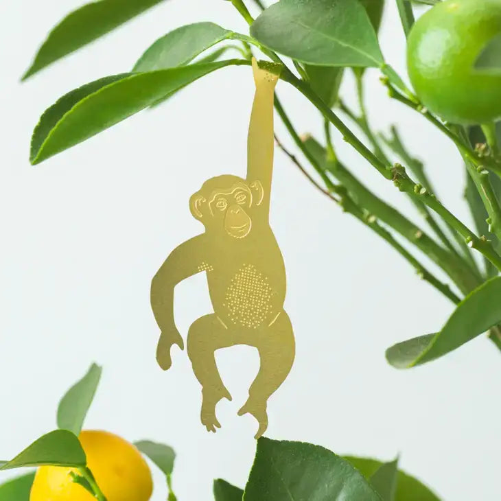 Plant Animal Chimpanzee - PABOOM