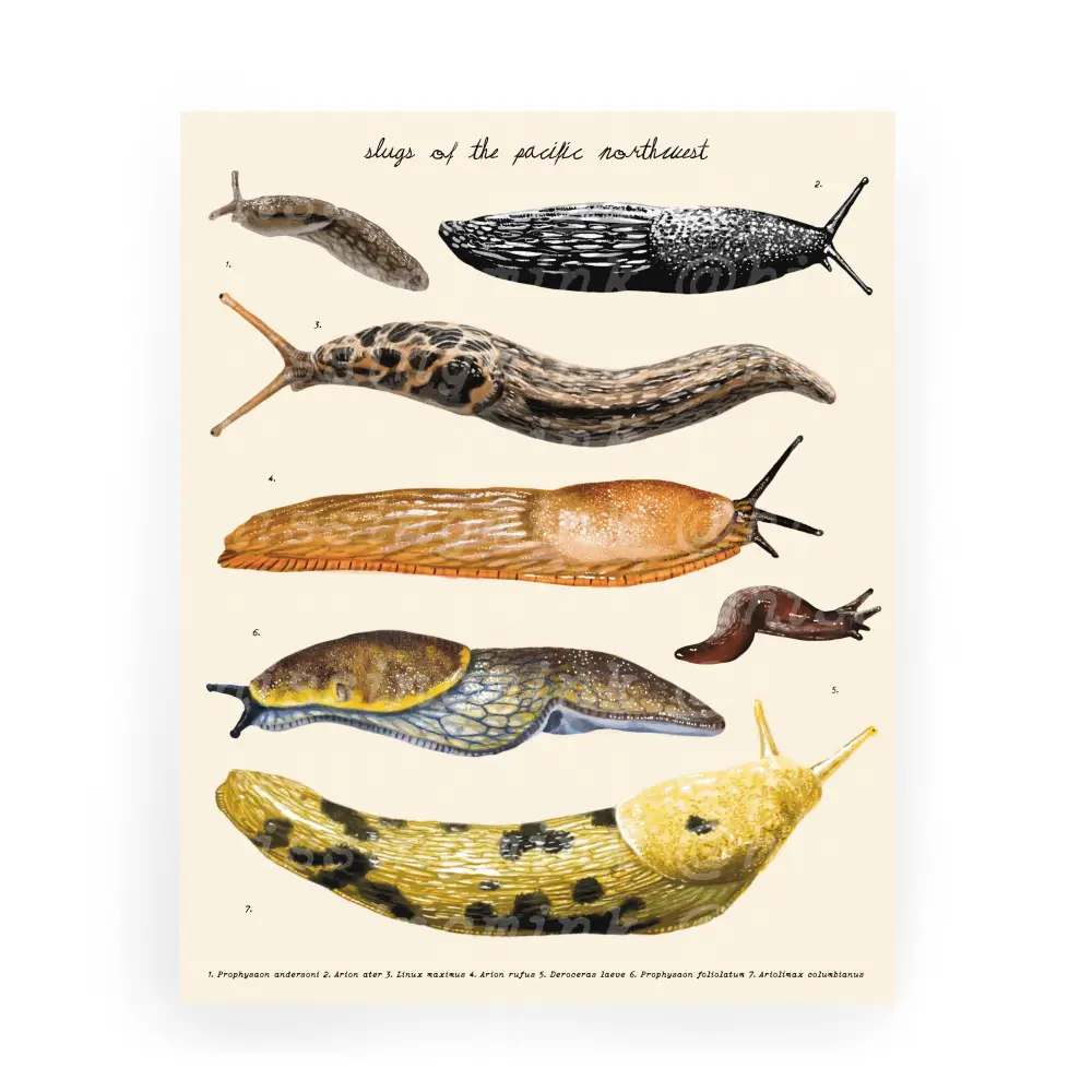 Pacific Northwest Slugs Print - PABOOM
