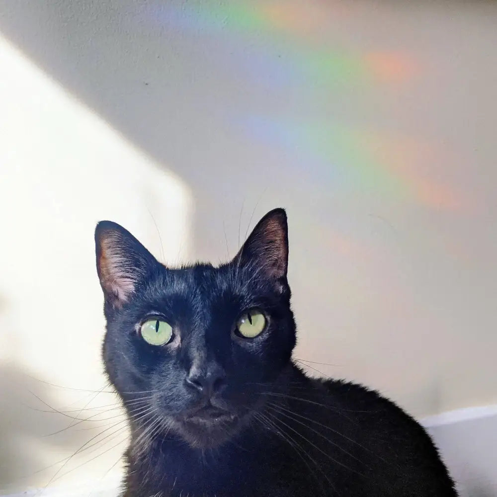 Prismatic Kitty - Dragonfly Suncatcher Sticker | Crescent Moon Window Cling