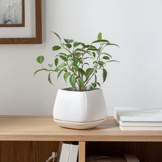 Mod Cube Planter White Small - PABOOM
