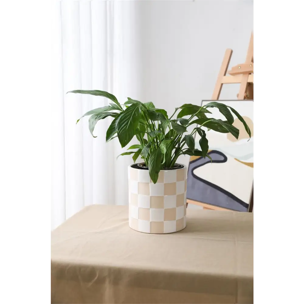 Checkered Planter - PABOOM