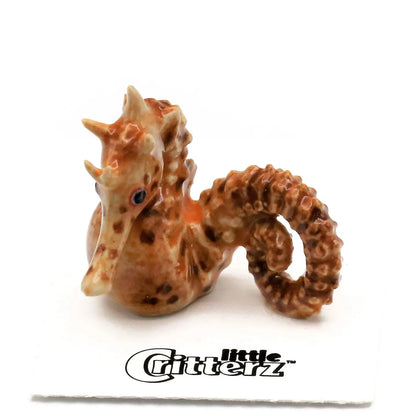 Dancer Big Belly Seahorse Miniature