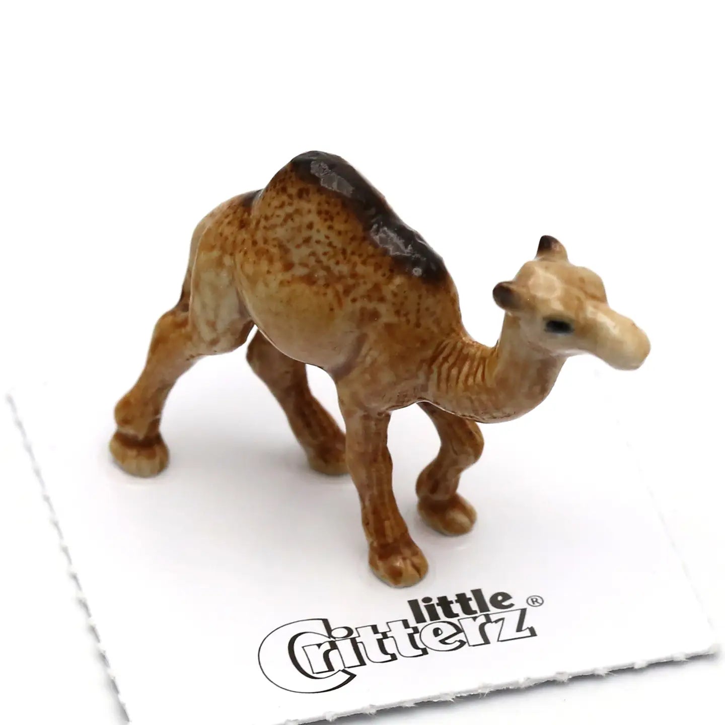 Patient Dromedary Camel Miniature