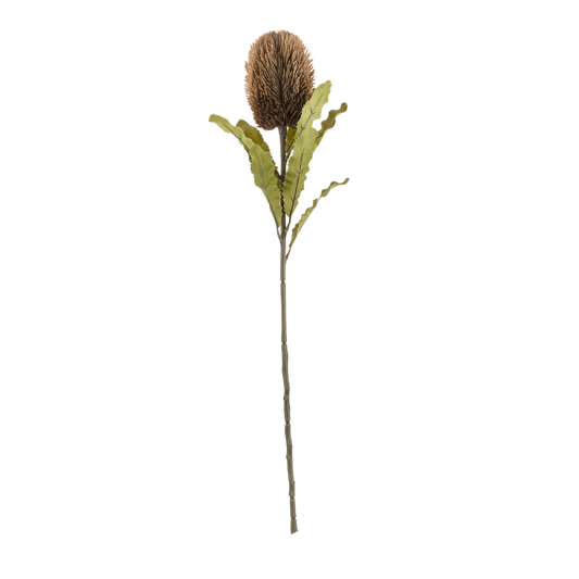 Faux brown banksia flower with green leaves on a long stem - PABOOM