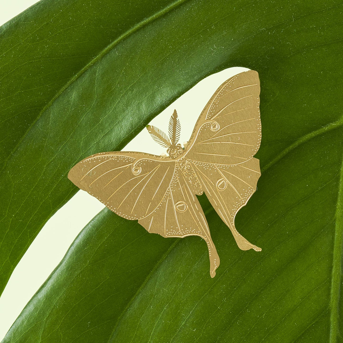 Plant Animal Luna Moth