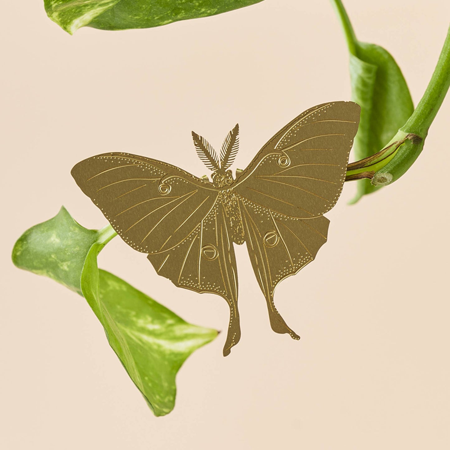 Plant Animal Luna Moth