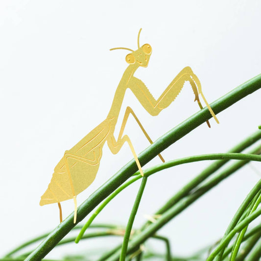 Plant Animal Praying Mantis