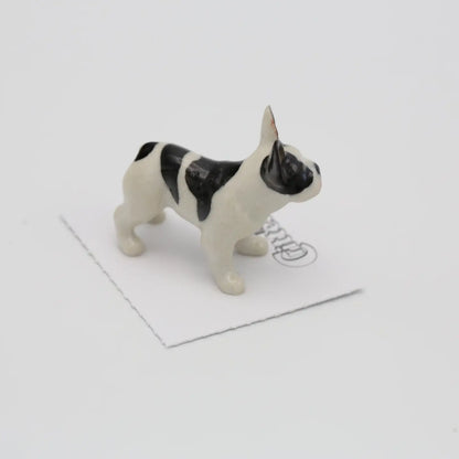 Maximus French Bulldog Miniature