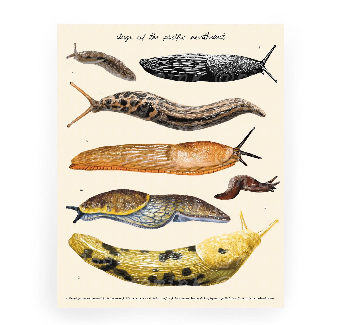 Pacific Northwest Slugs Print