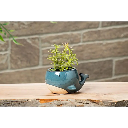 Abbott - Blue Whale Planter Small