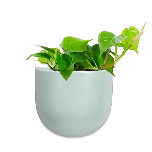 Abbott - Sm Wall Planter Mint 4.5’’H
