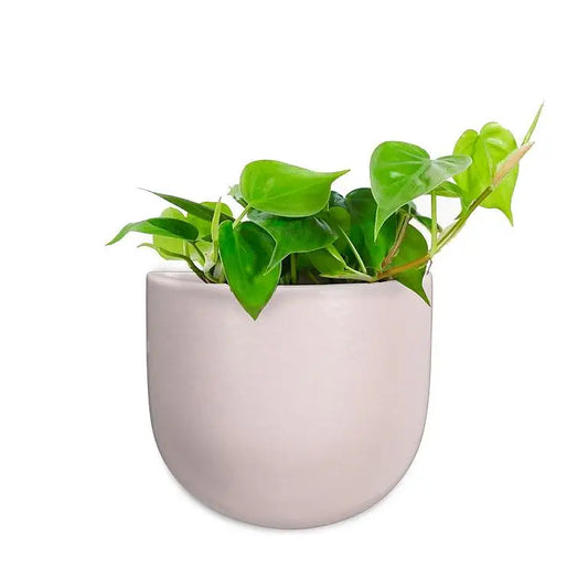 Abbott - Sm. Wall Planter Pink 4.5”