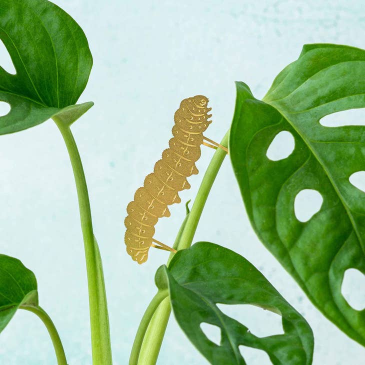 Plant Animal Caterpillar