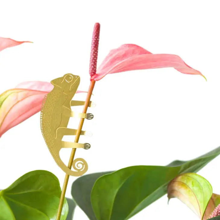Plant Animal Chameleon - PABOOM