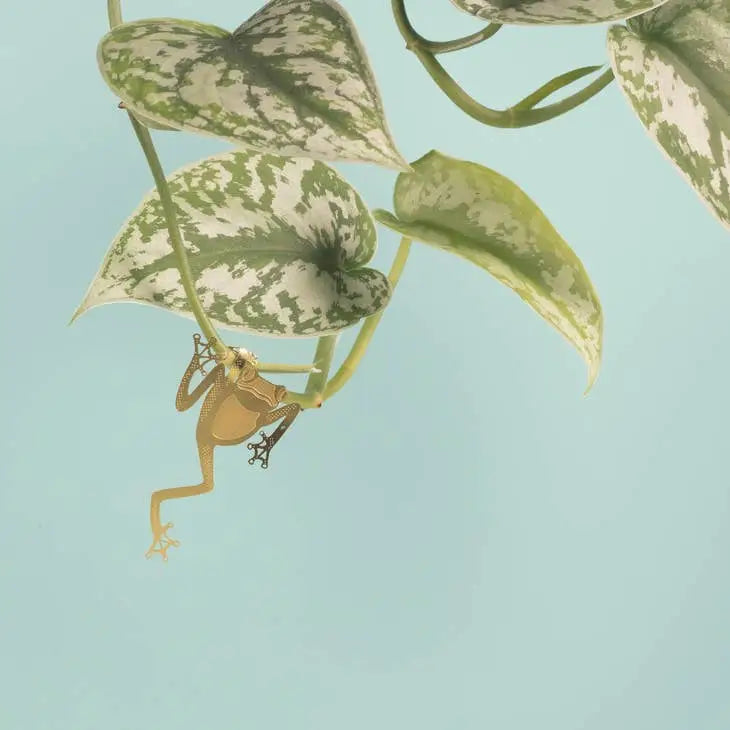 Plant Animal Tree Frog - PABOOM