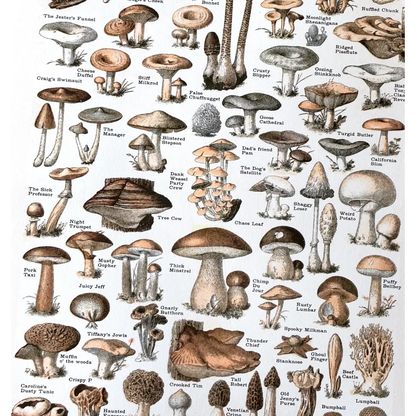 Arcane Bullshit - Common Mushrooms Risograph Poster