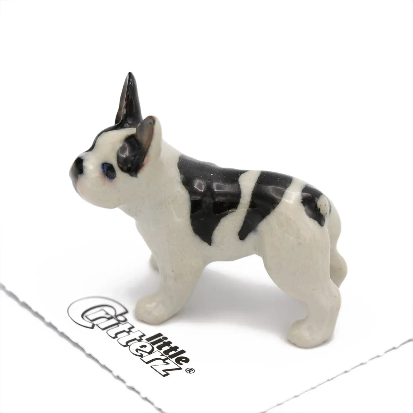 Maximus French Bulldog Miniature