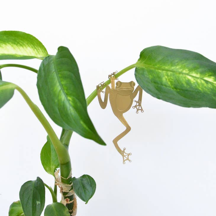 Plant Animal Tree Frog