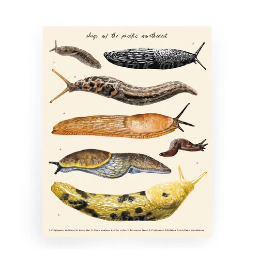 Pacific Northwest Slugs Print - PABOOM