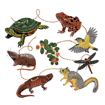 Hissing Mink - Pacific Northwest Wetland Paper Garland - illustration interconnected animals plant