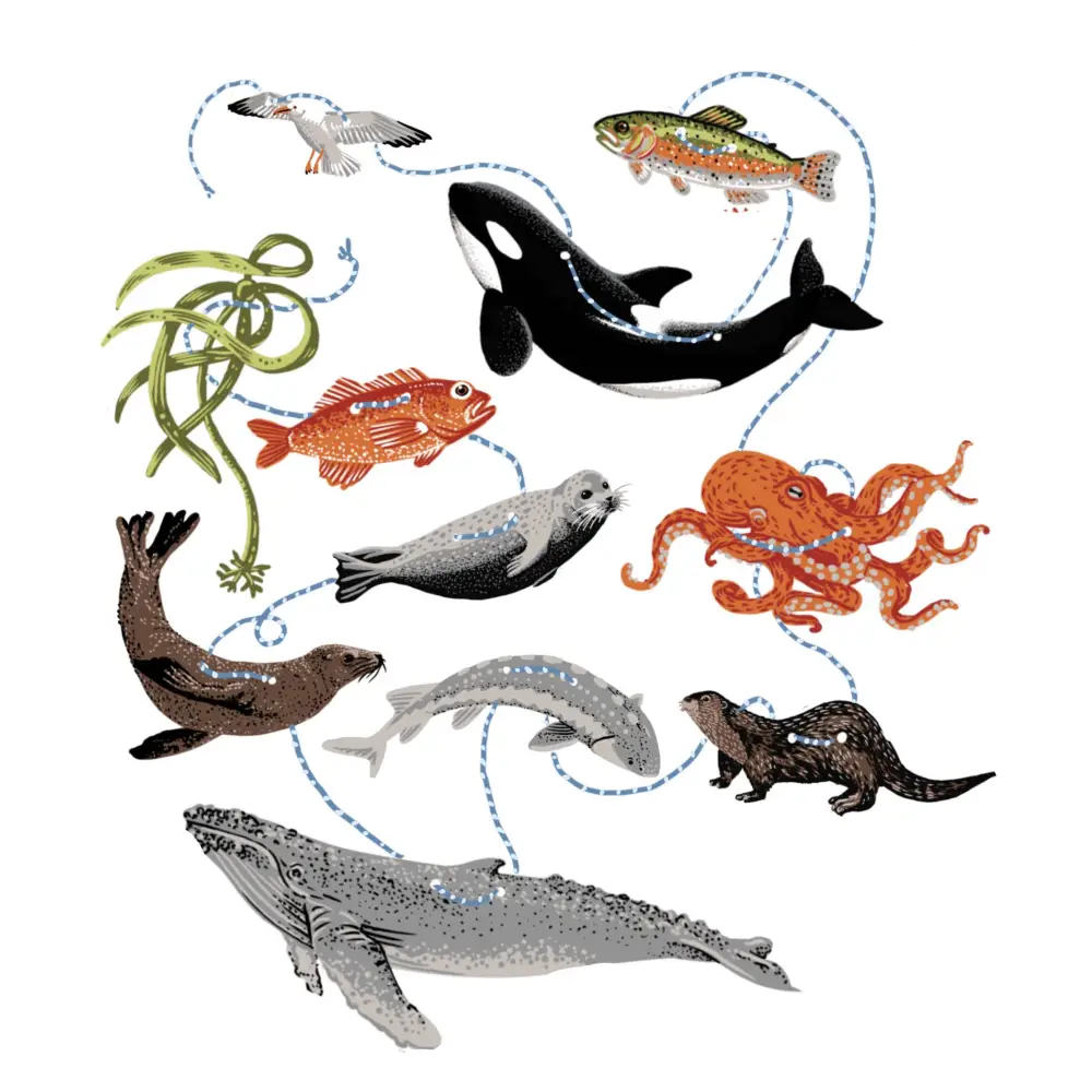 Salish Sea Paper Garland - PABOOM