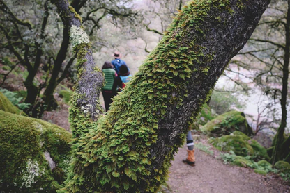 Room Spray Cascade Forest