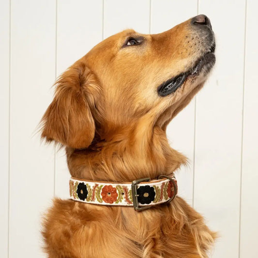 Burli Embroidered Dog Collar - PABOOM