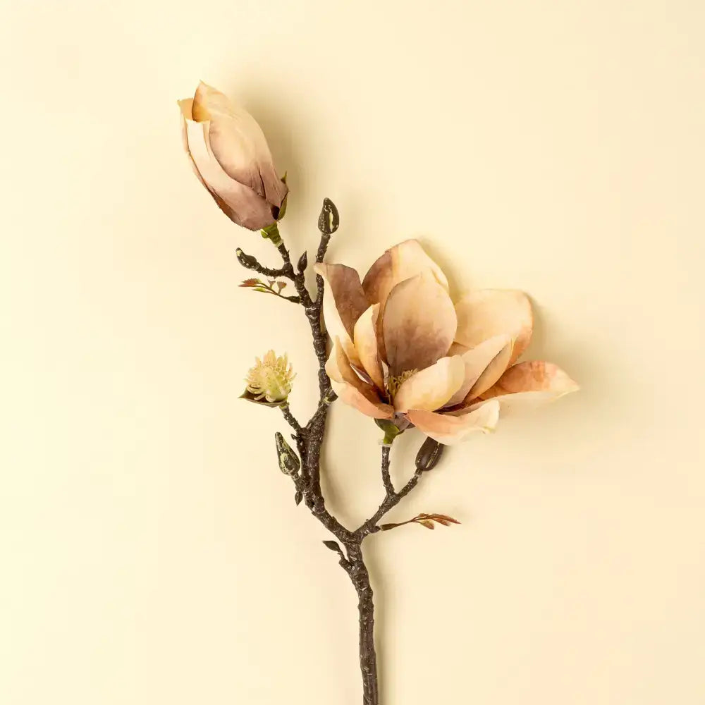 Indaba - Magnolia Branch Cream