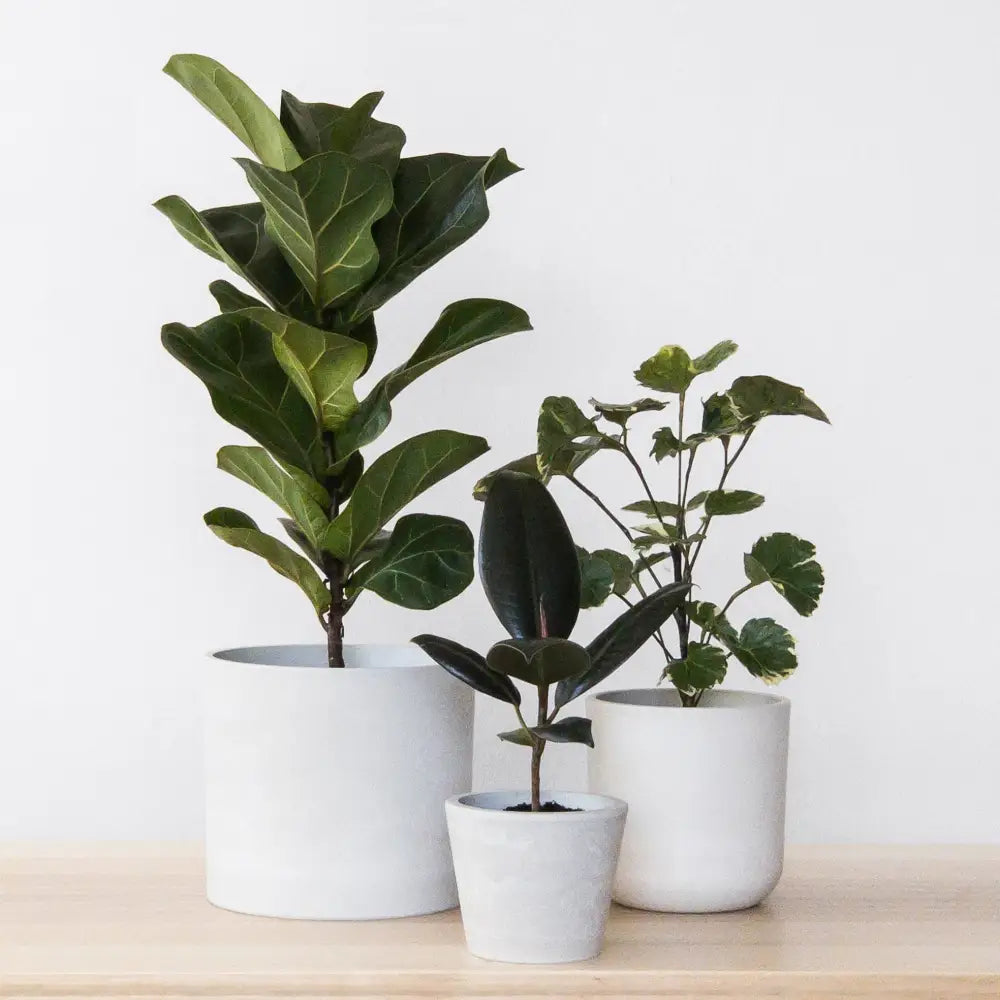 Kanso Designs - 7’’ Signature Stone Planter Pot & Saucer