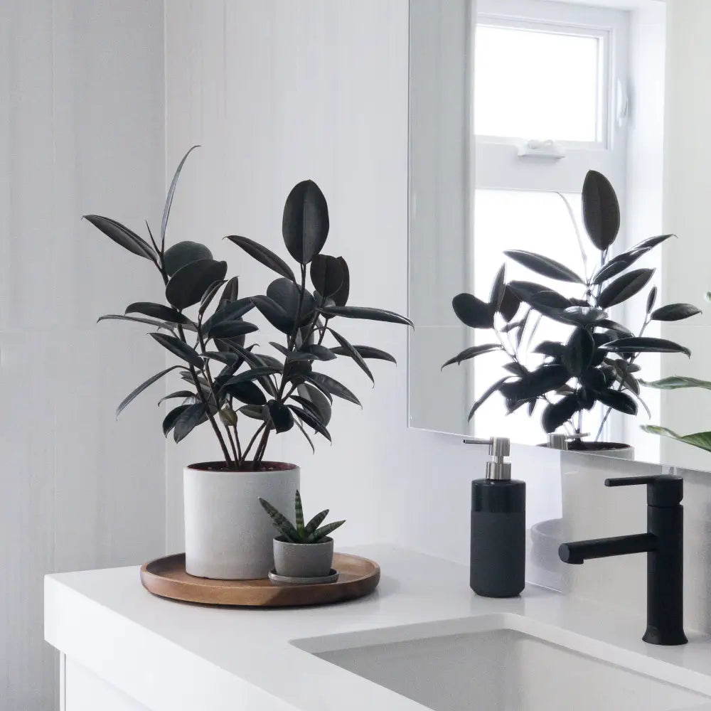 Kanso Designs - 7’’ Signature Stone Planter Pot & Saucer