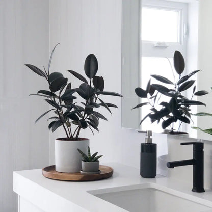 Kanso Designs - 7’’ Signature Stone Planter Pot & Saucer