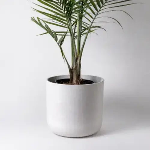 Kanso Designs - Olive Sage Planter + Saucer Large 12’’