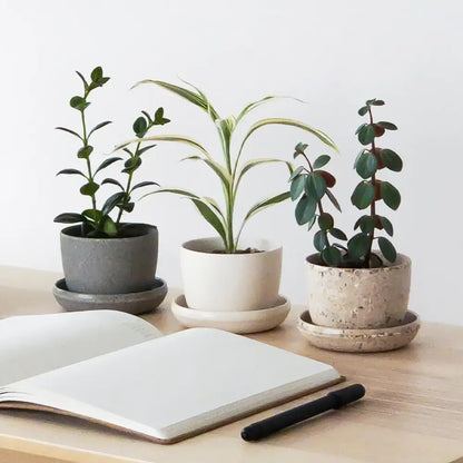 Kanso Designs - Planter + Saucer 3”