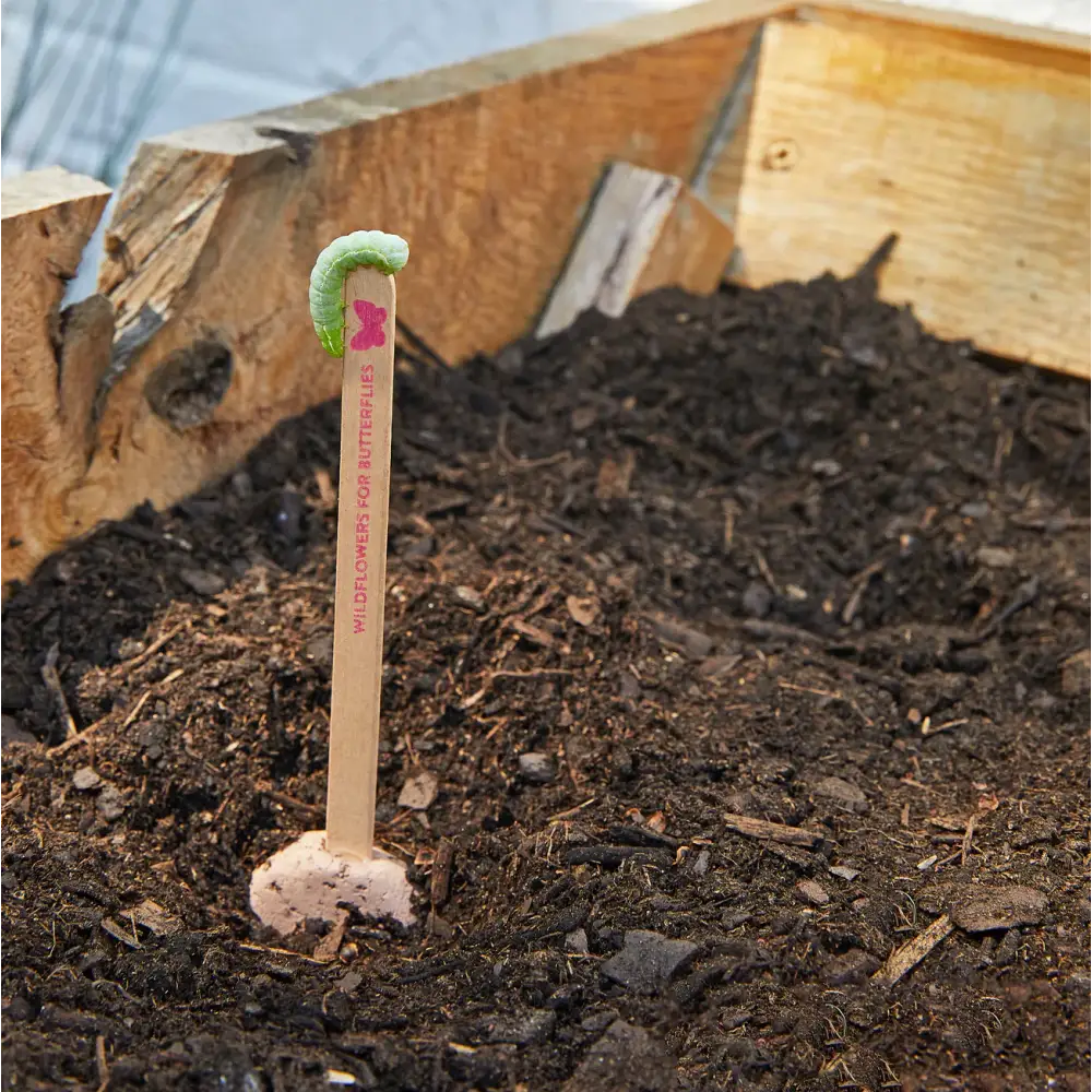 Modern Sprout - Seed Pops