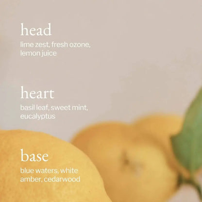 SOJA&CO.® - Liquid Dish Soap | Lemon Sage & Rosemary