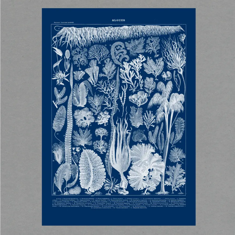 The Passenger Press - Algae Cyanotype Print